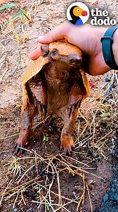 25M views · 954K reactions | Thirsty armadillo doesn't want to leave his new friend  | The Dodo | Facebook