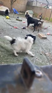 Newbie number 2 is…. Stevie 💚 (The white dog) Stevie is 1 year old and absolutely adorable 🥰 Sadly, this poor little lad was badly attacked in the shelter that he was being held in, in Romania. He was very lucky to have been seen and was pulled from the shelter by our friends at Pawprints To Freedom Rescue - Registered Charity No 1194754 that were out there at the time. The attack was so bad that he very sadly lost one of his eyes 💔 Stevie hasn’t been with us long but he has so far proved to 