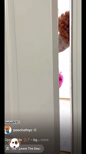 A Dog dressed up with a Afro with swag lol shout out to the PoochofNYC I do not own rights to the video or song as it is for entertainment purposes only. #dogsoftiktok #usher #love #animals #roses #mileycyrusflowers #funnyvideos #laugh #funnyvideos