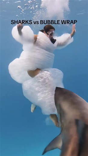 Sharks Playfully Pop Bubbles Underwater