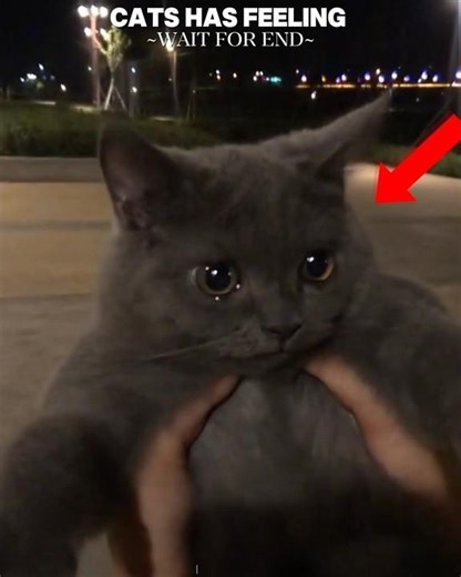 These Cats Are Secretly Crying 🥲💔|#shorts #catlovers #petlovers #cute #emotional #cats #kitty #gatos