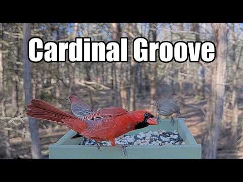 Cardinal Gets His Groove On!