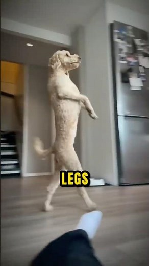 She Caught Her Dog Acting Like a Human...