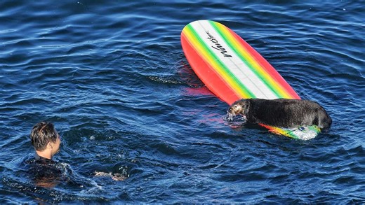 Everything you need to know about otter 841 and her surfboarding piracy