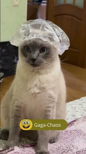 😂 Diese Katze hat einfach NICHT damit gerechnet! 😹