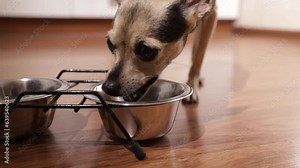 small dog eating, Dog food, hungry puppy takes food out of a bowl