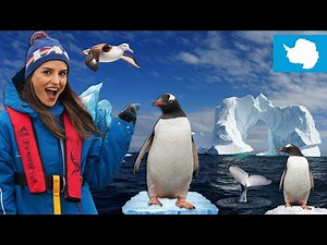 Am ajuns în Antarctica! Lacrimi de fericire printre pinguini, balene și ghețari (Expediție ep. 1)