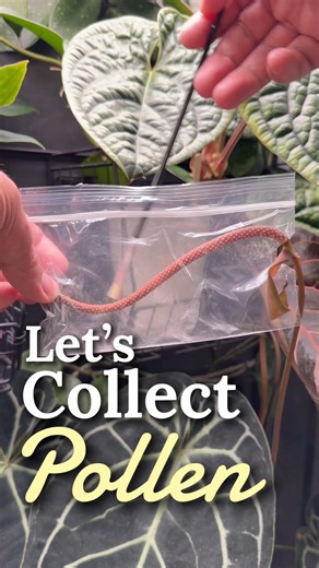 How I Collect Anthurium Pollen
