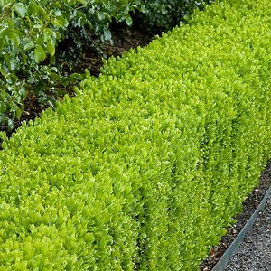 Buxus - Alchetron, The Free Social Encyclopedia