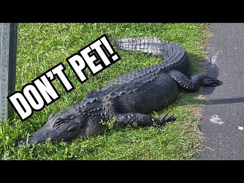 We Rode the Shark Valley Bike Trail in the Everglades!