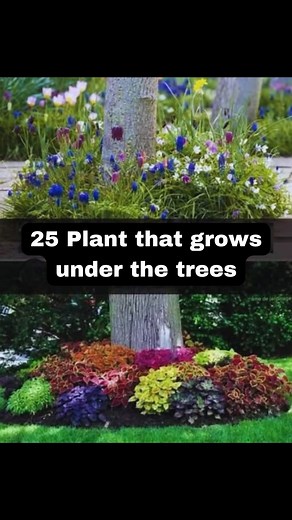 Transform Your Garden With 25 Beautiful Plants That Thrive in Shade 🌿 Are you looking to enhance the shaded areas of your garden? You’re in luck! Here are 25 stunning plants that flourished under the tree cover, adding vibrancy and life to your space. Snowberry: This shrub delights with white flowers in spring and colorful berries in the fall. Lamium: A perfect ground cover with charming pink, white, or purple blossoms that thrive in shade. Anemone: A spring and fall bloomer that adds a splash 