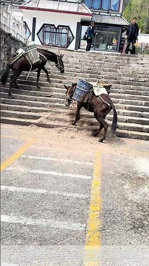 Switchback Steps: How Pack Mules Use Zigzag Paths to Climb Steep Stairs