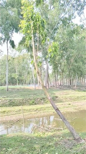 নদিতে গুরতে এছে #shorts #reels #viralvideo #youtubeshorts