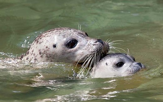 La Foca - Características, reproducción y curiosidades