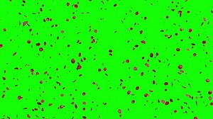 Rose, Petals, Flower. Free Stock Video