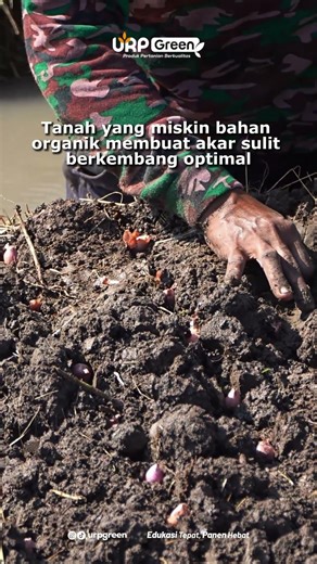 PERKEMBANGAN BAWANG MERAH YANG SERAGAM DIPENGARUHI OLEH TANAH #petanibawang #bawangmerah #humigrow