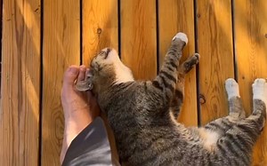 22.12.16 MileApo IG快拍汇总 迈今日无ins动态 Po分享和猫猫惬意的午后时光 转发GQ合照 转发迈波直播活动快拍 展示自己沉重如山的衣架