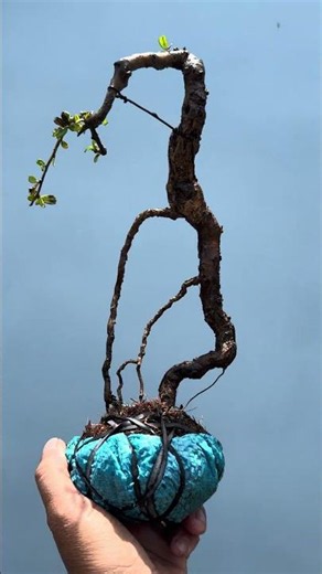M324. Selling to you for 100k. Super aged Fukien tea tree. Contact 0977982840 #bonsai #minibonsai