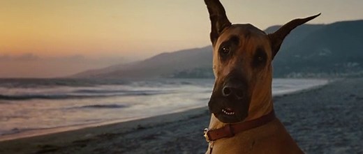 MARMADUKE - A KUTYAKOMÉDIA.mp4