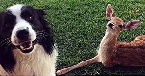 Rescued Baby Deer Is Missing A Leg, Now Watch What These Dogs Do...Oh My Goodness!