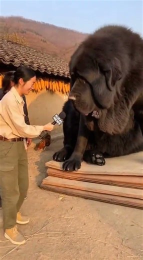 GIANT Dog Shocks Reporter on Live TV! 😱🐕 #GiantDog #SoraAI #ViralPets