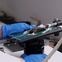 Video: Generation and Characterization of Right Ventricular Myocardial Infarction Induced by Permanent Ligation of the Right Coronary Artery in Mice