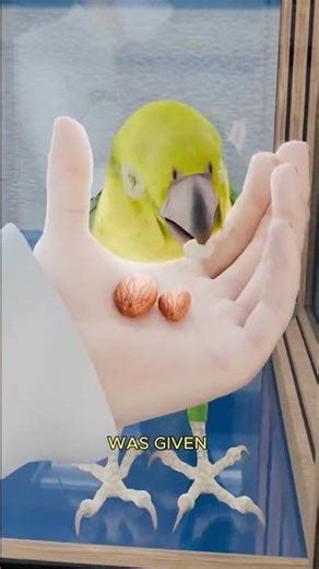 How Parrots Solve Inequalities Than Most People Does 🦜 #animationart #horrorstories #3danimation