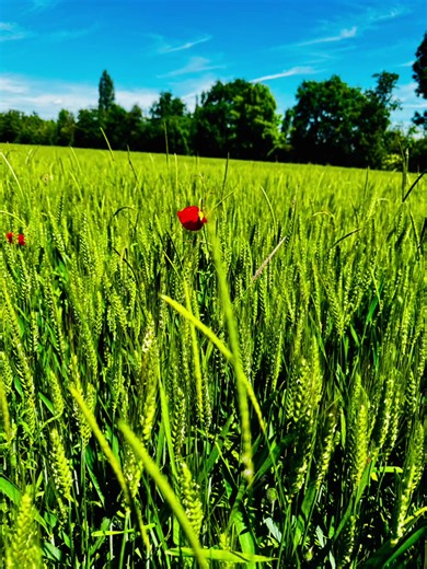 🌾 Les conditions météorologiques de ces derniers jours ont été particulièrement favorables au développement des blés : soleil, et températures clémentes, autant de paramètres propices à leur évolution 🌞🌱 Dans les champs, les cultures poursuivent leur croissance et prennent peu à peu de la hauteur. Une période importante durant laquelle chaque journée compte afin de préparer au mieux les prochaines étapes. Du champ au moulin, tout commence ici ! Derrière chaque récolte, il y a le travail et l’
