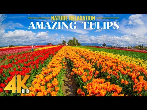 4K Vibrant Spring Flowers - Relaxing Atmosphere of Skagit Valley Tulips Festival with Calm Music