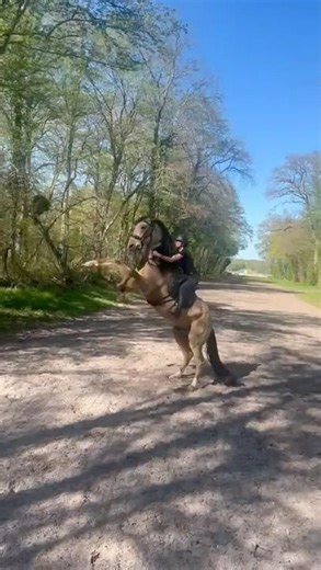 Tigre #horse #equestrianjourney #equestrian #chevalpassion #cheval #show #work #chantilly #dressage