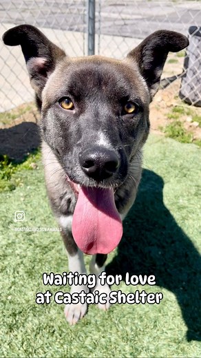 Oso is a gorgeous one-year-old German Shepherd Siberian Husky mix! #shepsky Oso is shy at first, but his tender heart and gentle demeanor will quickly win you over. With his striking beauty and soulful eyes, Oso is a picture-perfect blend of two amazing breeds, ready to bring a unique blend of loyalty and affection into your home.This sweet boy takes treats with the utmost care, showcasing his impeccable manners and deep-seated trust once he opens up. Loves to be pet and walks nicely on a leash.