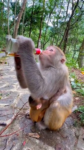 Monkey drinking 🍻🍺 #funnyvideo #monkeys #funny #babymonkey #love #animals #animallovers #reels #monkeylove | Hello Monkey CC