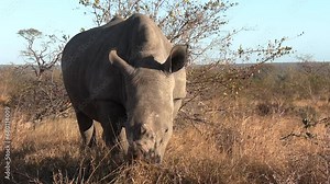 Front view of white rhino grazing in grass illuminated by sunlight with long shadow on side