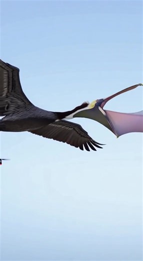 1.4K views | Pelican discovers drones arent as tasty as fish when it tries to make this flying camera its lunch! #pelican #drone #wildlife | Animals United | Facebook