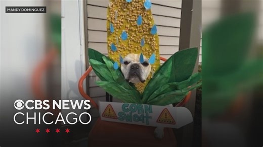 Corn sweat pup is much cuter than actual corn sweat