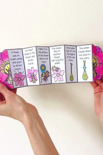 Stages of insect pollination teaching science idea