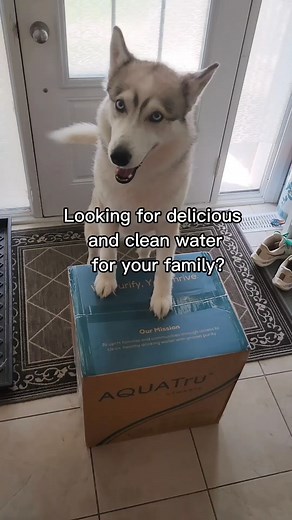 10K views · 37 reactions | “Check out this AquaTru Countertop Reverse Osmosis Water Purifier! It comes pre-assembled with no installation required. The water tastes pure and crisp - I give it a five paw rating! It holds 3 quarts of purified water ready to dispense within minutes. It's great for all members of the family, whether you have a baby or a father who has an espresso obsession!” -@_akira.the.husky_ | AquaTru Water | Facebook