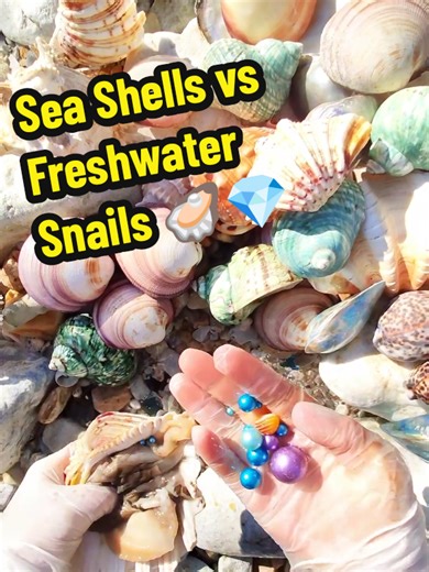 Sea Shells vs Freshwater Snails: A Beautiful Comparison