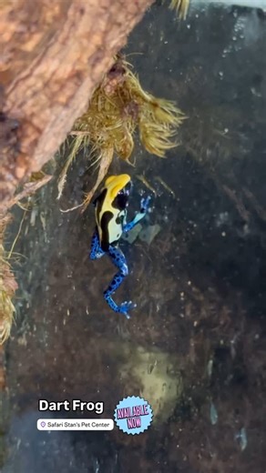 We’ve got a stunning new selection of dart frogs and other unique amphibians ready to hop into your life! Come visit us and discover your next colorful companion. ☎️: 203-901-1003 ext 1 🔗: https://www.safaristanspetcenter.com 📍: Safari Stan’s Pet Center, 142 Amity Rd, New Haven #dartfrog #amphibians #petlovers #exoticpets #frogs #colorfulpets #connecticut #safaristanspetcenter #safaristanss #safaristansstamford #safaristansnh | Safari Stan's Pet Center