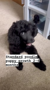 161K views · 14K reactions | Watch my standard poodle  puppy grow up! . His name is Raikou and he is a blue standard poodle from Adorn Poodles (the breeder) 懶 @adornpoodles #standardpoodle #poodle #doggrooming #dogs #dogsofinstagram #poodles #poodle #poodlesofinstagram #puppy #puppygrowth #dogreels | Logan Rago | Facebook