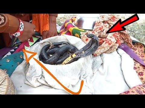 Black king cobra in pakistan! kala naag