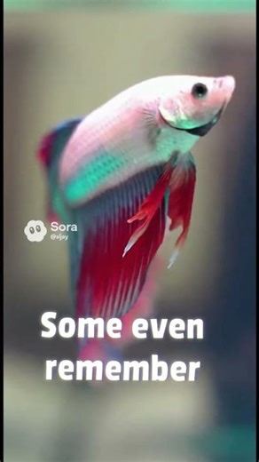 Fish Can Recognize Human Faces?#fishfacts #fish