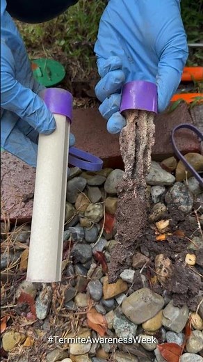 Termite Bait Station Check: See the Before and After 👏🐜