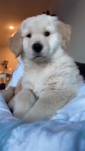 I really want to have a Golden Retriever touring hound#dog #funny #goldenretriever #Foryou #cute