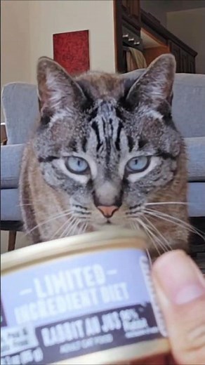New cat food taste test (rabbit au jus limited ingredient diet paté koha wet cat food)