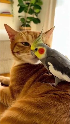 Tiny bestie hug, soft and steady 😹🦜 #shorts #animal