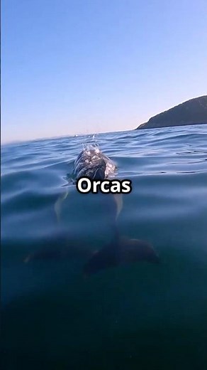 6 Insane Orca Facts You Didn’t Know #facts #wildlife #orca #viral #shorts #marinemystery