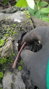 Treasure hunt removing shallow hole inside stone markings | Jm D Compass