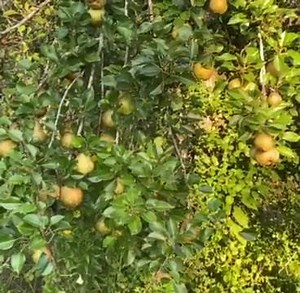 Pear Preserves Demonstration | Cooking with Brenda Gantt