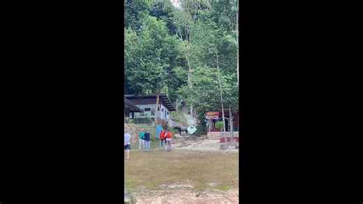 Rare tapir spotted at campsite in Thailand